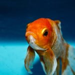 I pesci possono essere depressi?