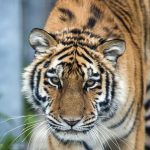 Le tigri selvagge stanno per tornare in Kazakistan dopo 70 anni di assenza