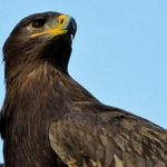 Big bird: una nuova specie in due sole generazioni