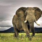 Gli elefanti possono essere riconosciuti come persone da un tribunale?