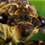 Quanti insetti si estingueranno senza essere stati scoperti?