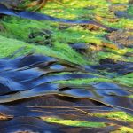 Le alghe potrebbero essere la chiave per il biofotovoltaico del futuro