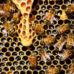 I fungicidi danneggiano le api