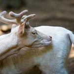 Un cervo bianco estremamente raro è stato avvistato in Scozia