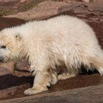 Dopo 25 anni, nasce in Scozia un piccolo di orso polare