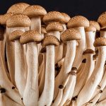 Il ruolo incredibile dei funghi per l'aria
