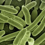 La sensibilità dei batteri agli antibiotici