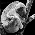 La deforestazione che sta uccidendo i koala