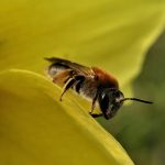 Un polline sintetico per salvare le api