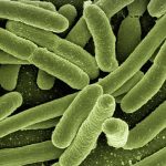 Un batterio che produce antibiotici