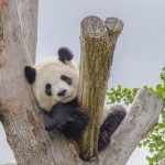 Una gigante riserva cinese per i panda