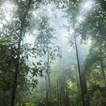 La foresta amazzonica colombiana ha gli stessi diritti di una persona