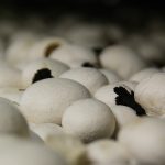 Biocarburanti dai funghi