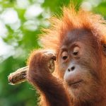 Difendiamo l'orangotango di Tapanuli