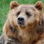 Le femmine di orso bruno usano la legge per difendersi