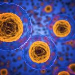 La scienza dell'autofagia cellulare può davvero migliorare la nostra salute?