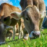 Le mucche alimentate con cibo bio producono un latte più tollerabile