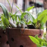 5 piante purificanti che dovresti tenere in casa