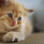 Uccisi centinaia di gattini in un laboratorio degli USA