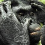 La puericultura tra le scimmie Bonobo