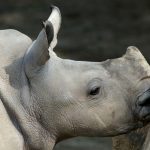 Missione: salvare i rinoceronti bianchi