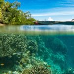 Gli scienziati stanno allevando barriere coralline