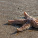 L'evoluzione delle stelle marine
