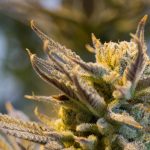 La legalizzazione della marijuana in Canada