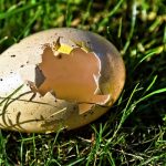 Cosa fare con i gusci d'uovo