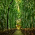 Shinrin-yoku: curarsi con la natura