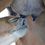 Latte di cammello e cuore