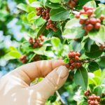Le piante di caffè crescono meglio senza prodotti chimici