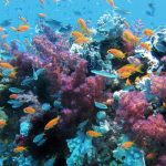 Un corallo che batte il riscaldamento globale