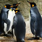 Dove sono finiti i pinguini reali?