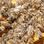 Le api sono diventate dipendenti dai pesticidi