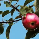 C'è un rapporto tra mela e colesterolo?