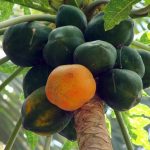 La papaya? Un frutto incredibile!