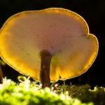 I funghi Reishi e le loro proprietà