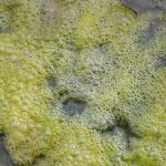 Un'alga tossica costringe il Mississipi a chiudere tutte le sue spiagge