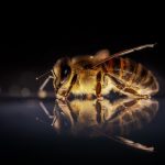 Le api native americane si stanno estinguendo