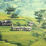 Bamboo terrace homes: un progetto per la Malesia
