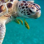 Il turismo potrebbe salvare le tartarughe marine?