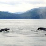 In Giappone torna la caccia alla balene