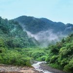 Nuove speranze per la foresta brasiliana