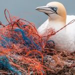 Anche quando non li uccide, la plastica fa molto male agli uccelli marini