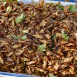 E se dovessimo mangiare degli insetti?