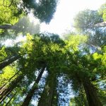 Comprare una foresta di sequoie