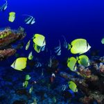 Basterà un esperimento dentro un acquario per salvare la Grande Barriera Corallina?
