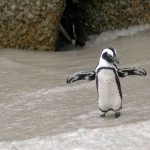 Pinguini di Magellano alla riscossa