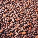 L’agricoltura biologica traina l’economia. Il caso del cacao africano